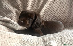 Cocker Spaniel dogs for sale: Extensively Health tested/KC REG Cocker Puppies - Image 5