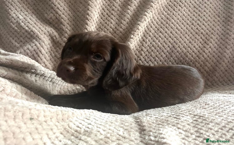 Cocker Spaniel dogs - Advert 9
