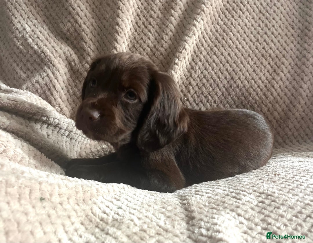 Cocker Spaniel dogs for sale: Extensively Health tested/KC REG Cocker Puppies - Image 5