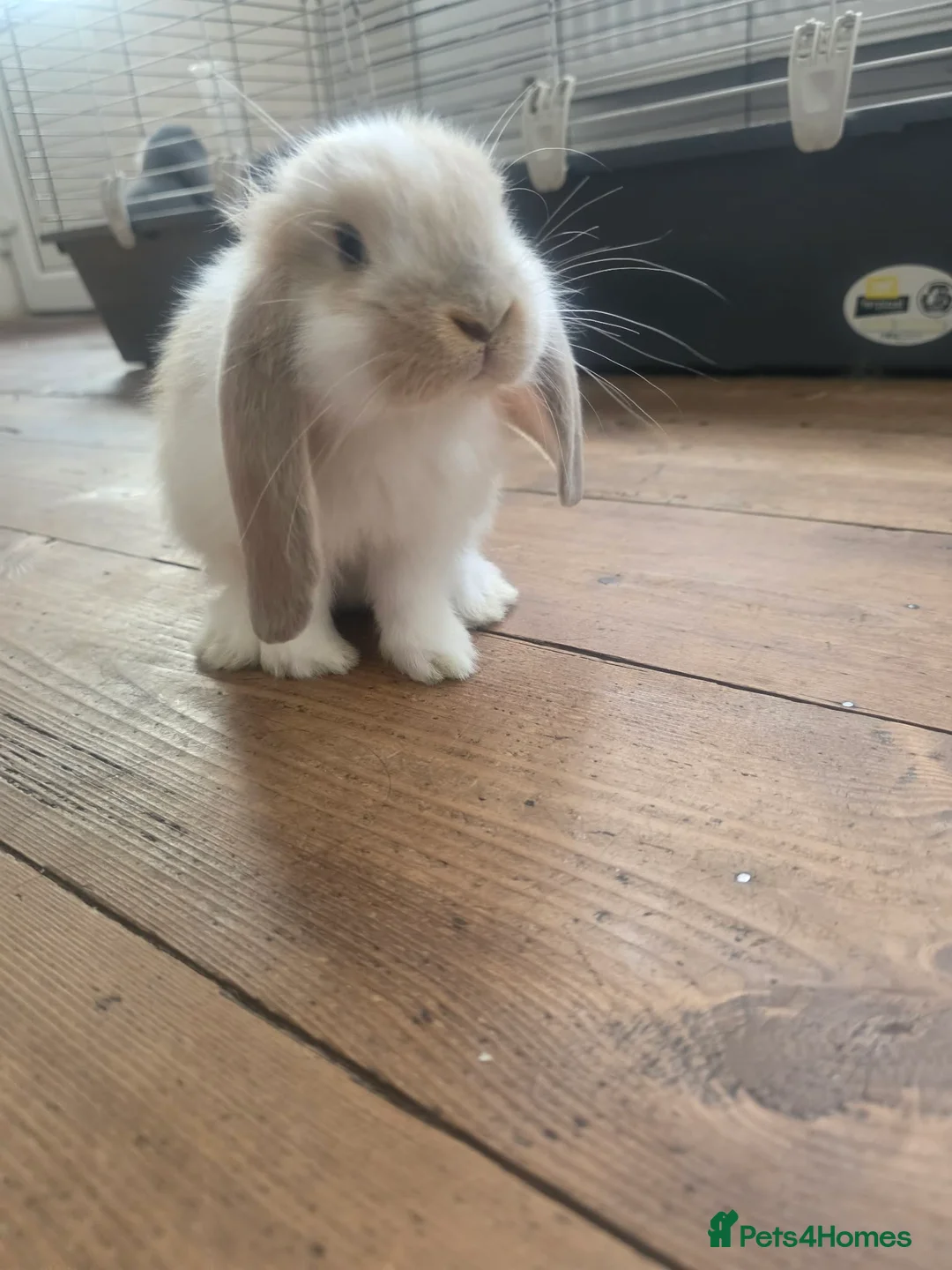 French Lop rabbits for sale: Giant French Lops  - Advert 1