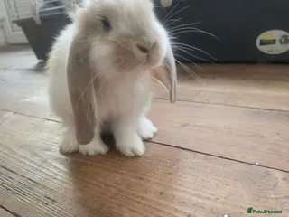 French Lop rabbits Giant French Lops - Advert 17