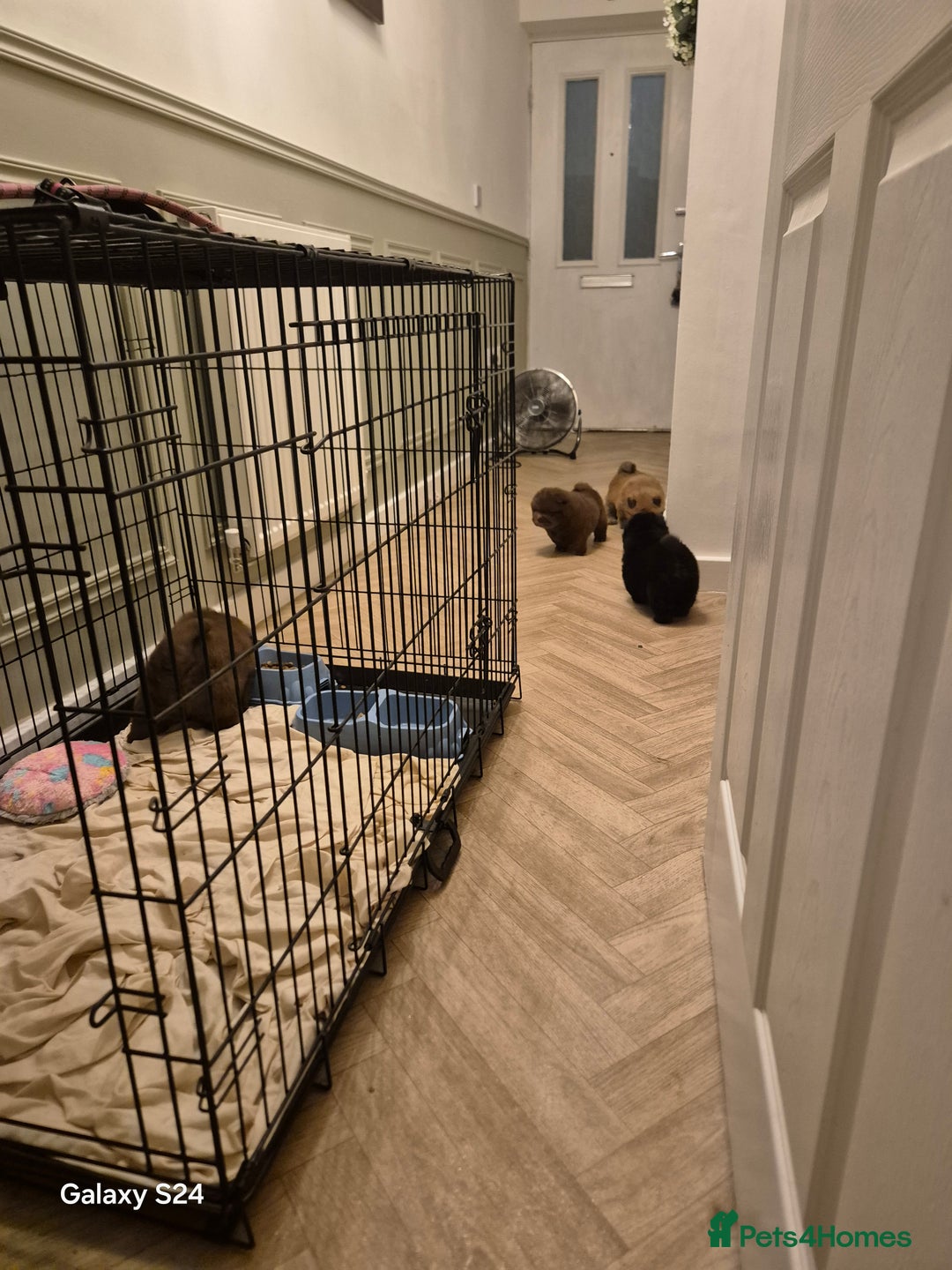 Chow Chow dogs for sale: Stunning Chow Chow Puppies Luxi Chow × Royal Chows - Advert 17