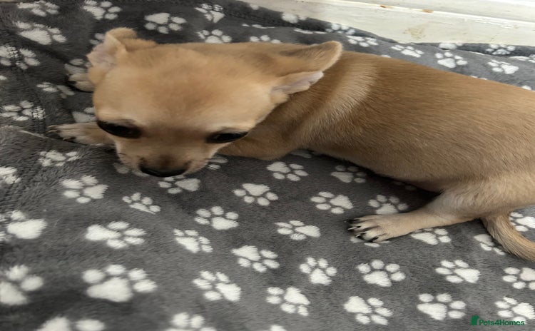 Chihuahua dogs - Advert 5