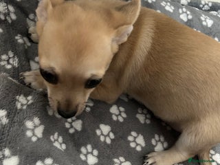 Chihuahua dogs - Advert 17