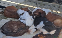 Tibetan Terrier dogs for sale: Tibetan Terrier puppies  - Image 5