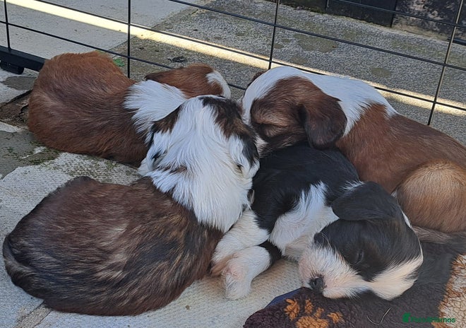 Tibetan Terrier dogs - Advert 2