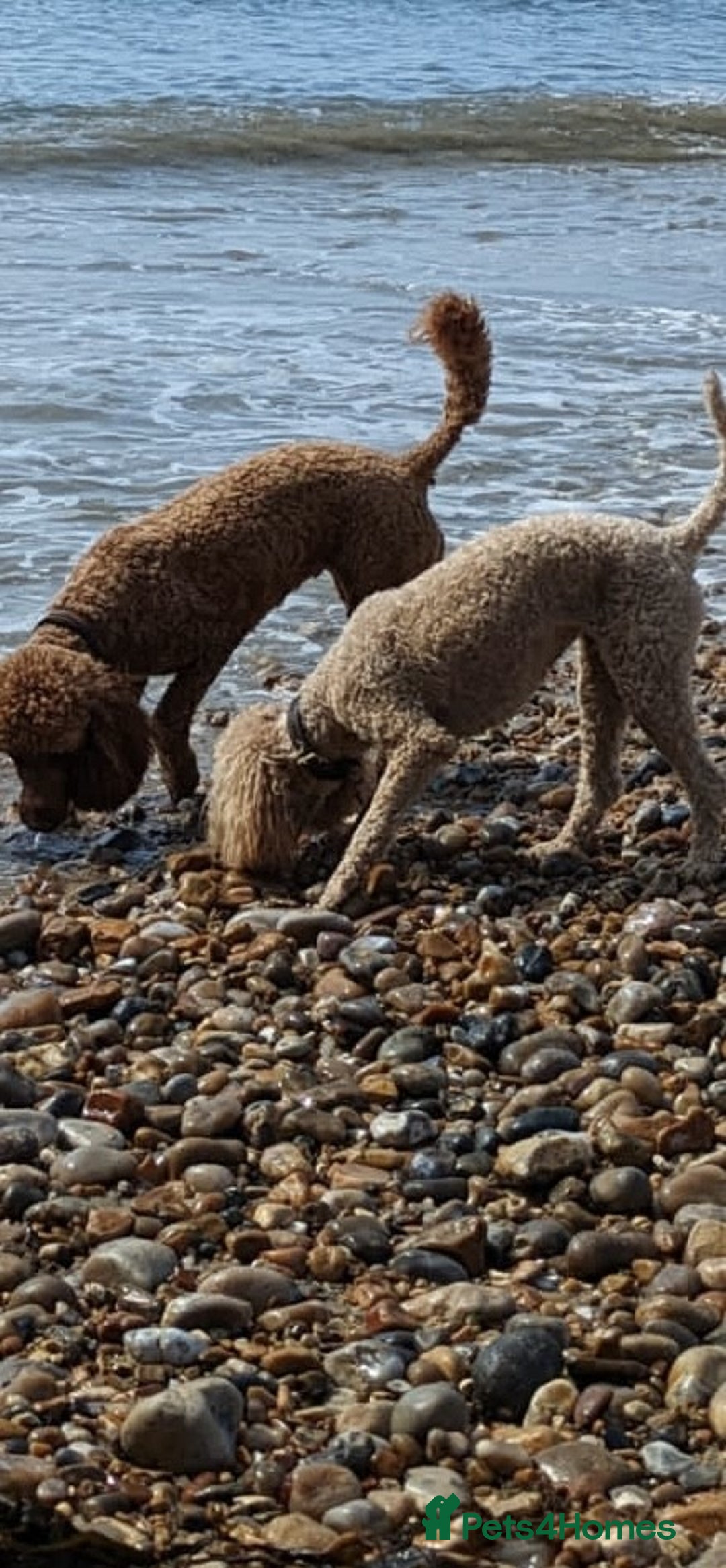 Miniature Poodle dogs for sale: Bred for temperament , health and quality. - Image 7