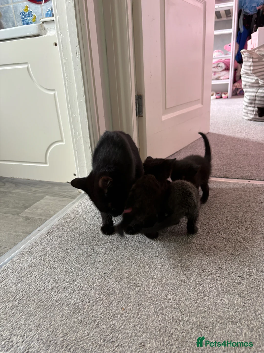 Bombay cats for sale: Bombay mix kitten. Female - Advert 1