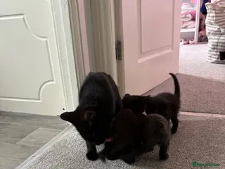 Bombay cats Bombay mix kitten. Female - Advert 2