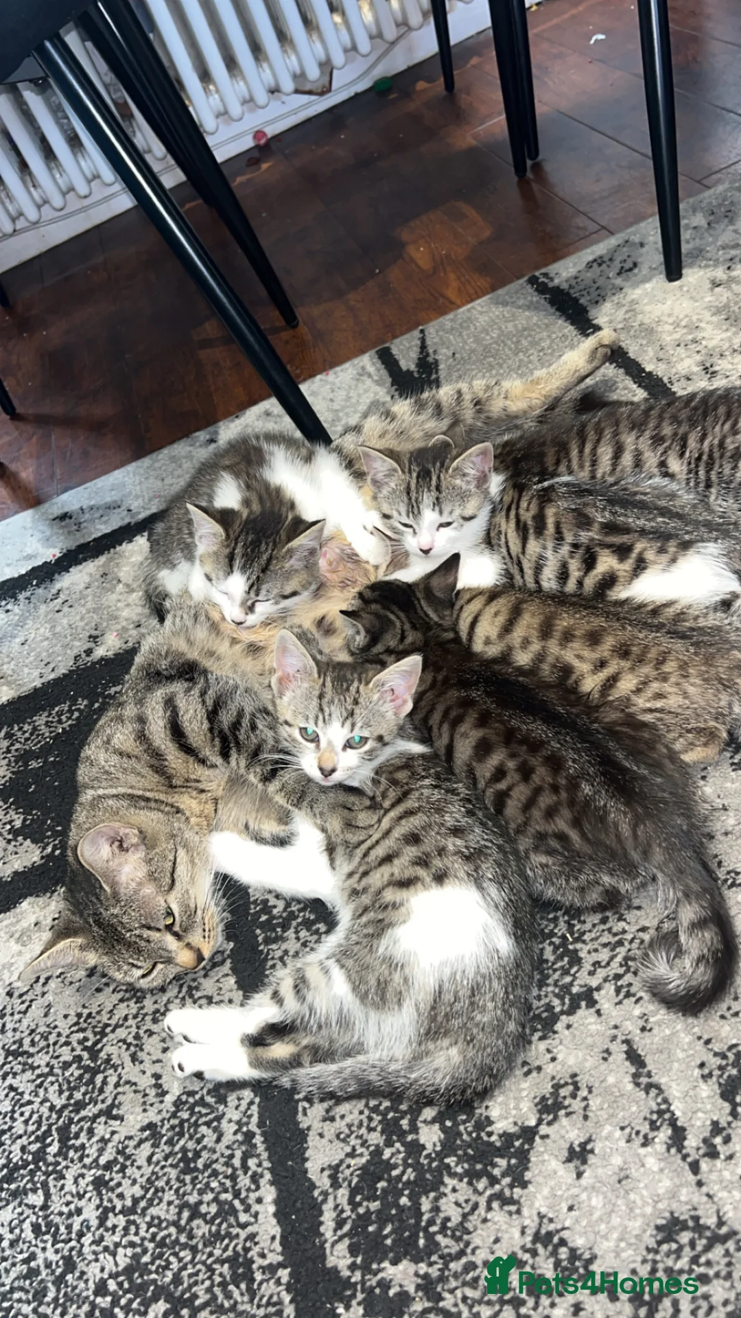 Mixed Breed cats for sale: 6 Gorgeous kittens for sale - Advert 1