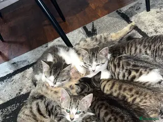 Mixed Breed cats 6 Gorgeous kittens for sale - Advert 1