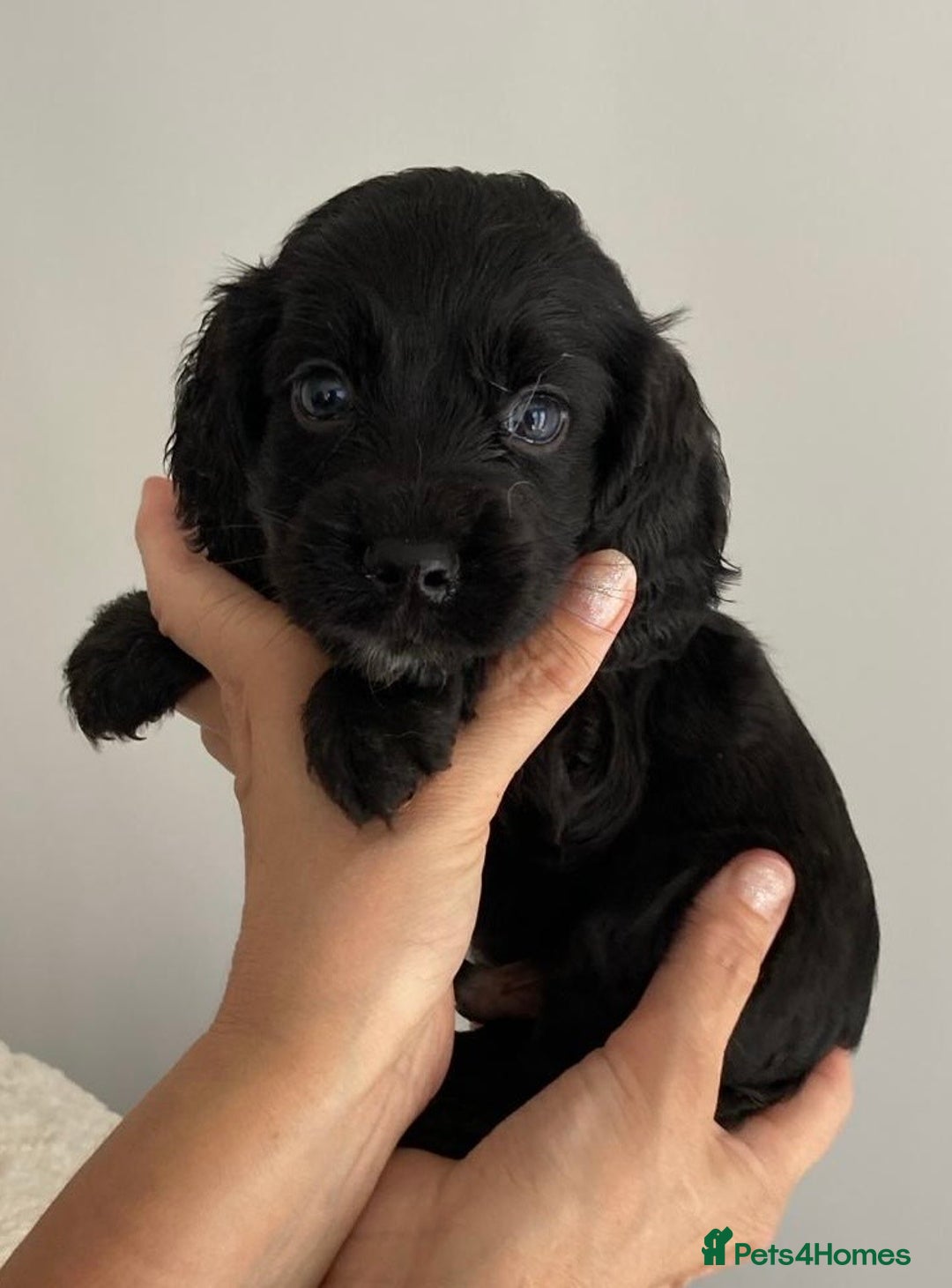 Cocker Spaniel dogs for sale: Beautiful Cocker Spaniel Puppies - Image 8