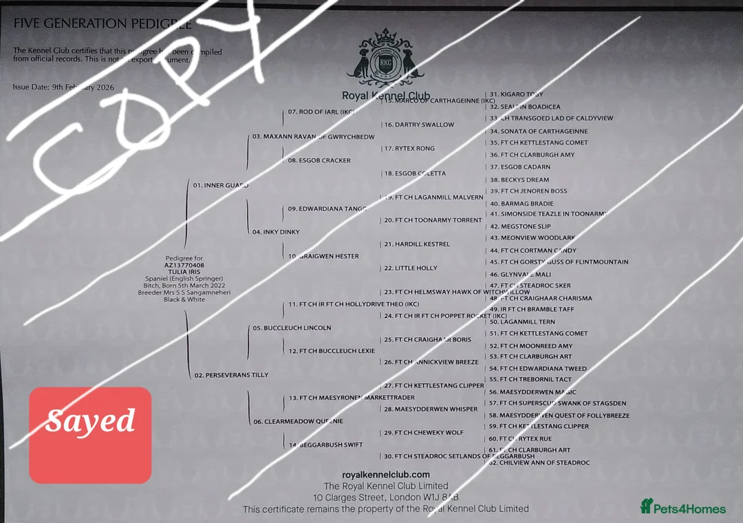 English Springer Spaniel dogs for sale: Chunky KC registered ENGLISH SPRINGER SPANIEL pups - Advert 13