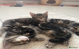 Mixed Breed cats for sale: 5 Adorable Mixed Breed Kittens - Image 26