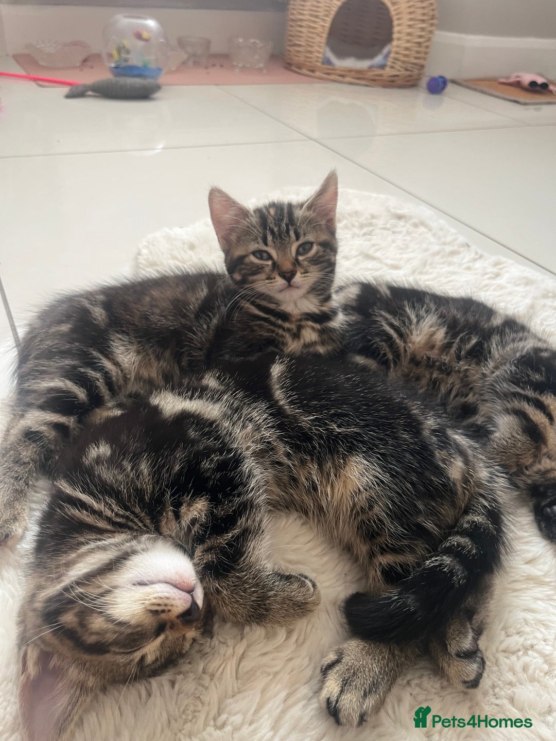 Mixed Breed cats for sale: 5 Adorable Mixed Breed Kittens - Image 26