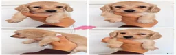 Miniature Dachshund dogs for sale: 4 🤎 Long Haired Cream MINIATURE DACHSHUNDS 🤎 - Advert 3
