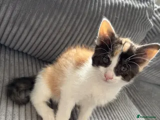 Maine Coon cats READY NOW 1 GIRL Maine coon & Turkish van mix - Advert 7