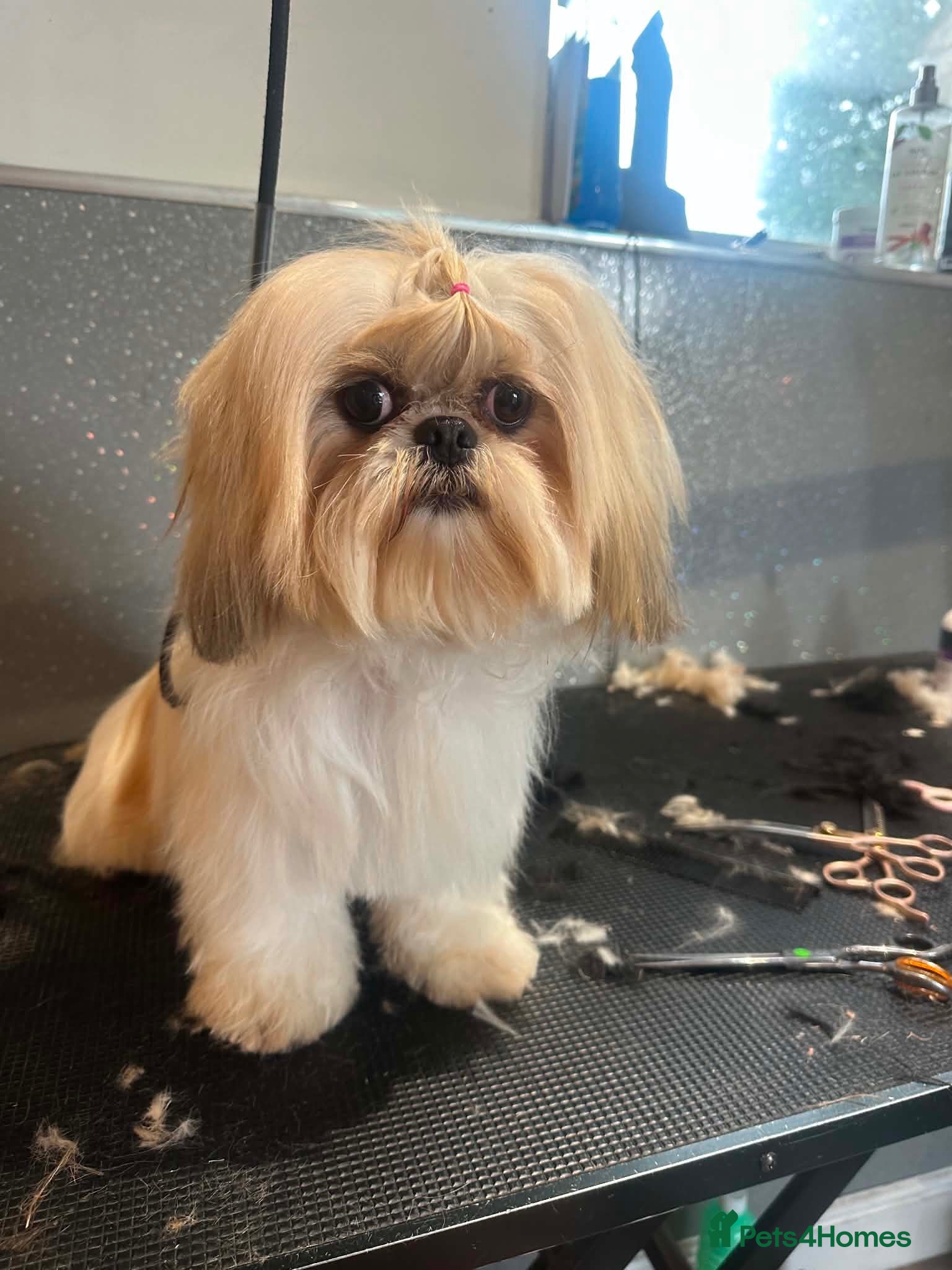 Shih Tzu dogs Stunning imperial shih tzu pups  - Advert 7