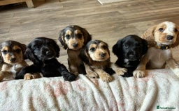 Cocker Spaniel dogs for sale: Show type Cocker Spaniel Puppies - Image 1