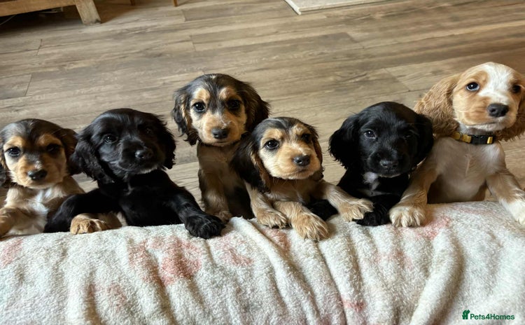 Cocker Spaniel dogs - Advert 1