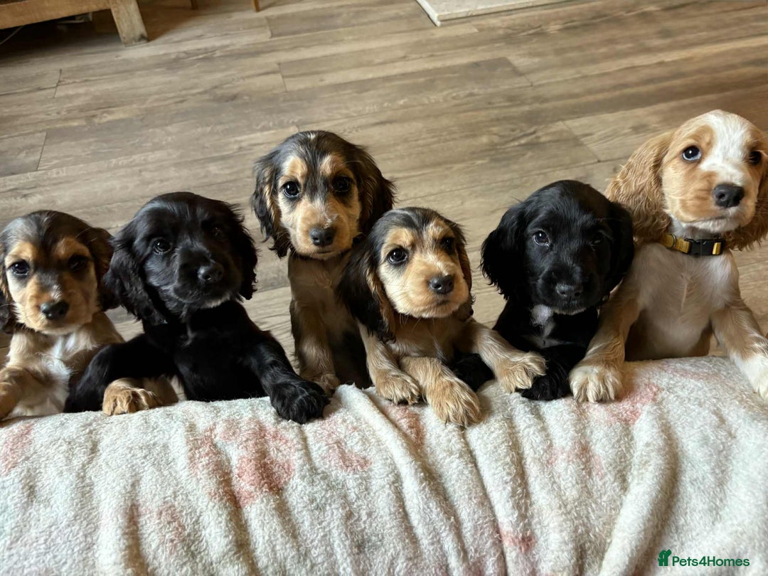 Cocker Spaniel dogs for sale: Show type Cocker Spaniel Puppies - Image 1