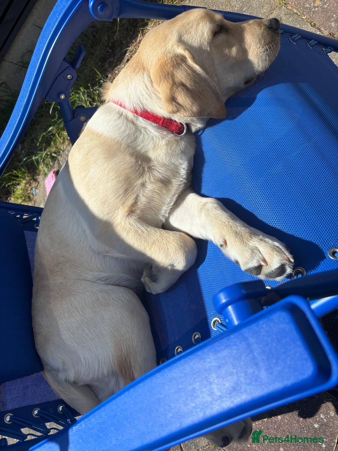 Labrador Retriever dogs for sale: Male- Labrador puppy for sale  - Image 7