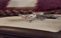 Persian cats for sale: Persian Chinchilla cross kittens for sale  - Image 9