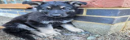 German Shepherd dogs for sale: Outstanding German Shepherd Puppies - Advert 27