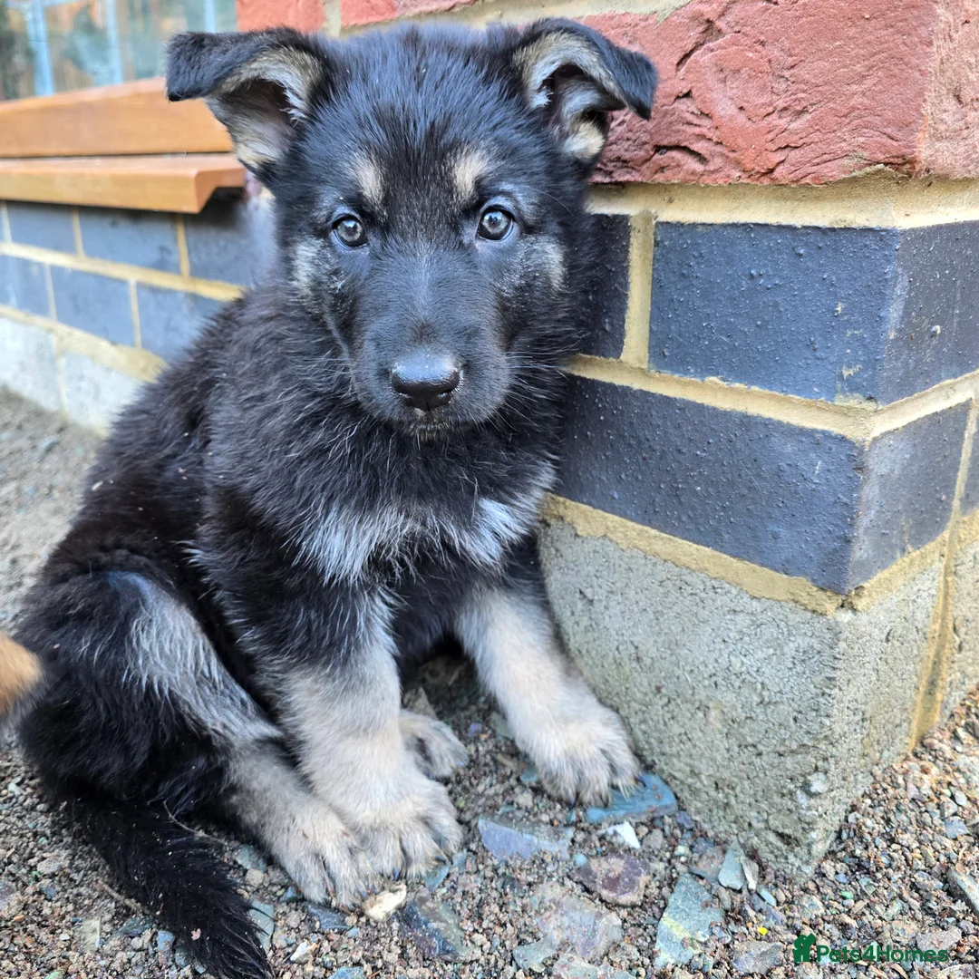 German Shepherd dogs for sale: Outstanding German Shepherd Puppies - Advert 27