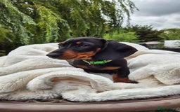 Miniature Dachshund dogs for sale: Ready Now Full Pedigree KC Reg Mini Dachshunds - Image 3