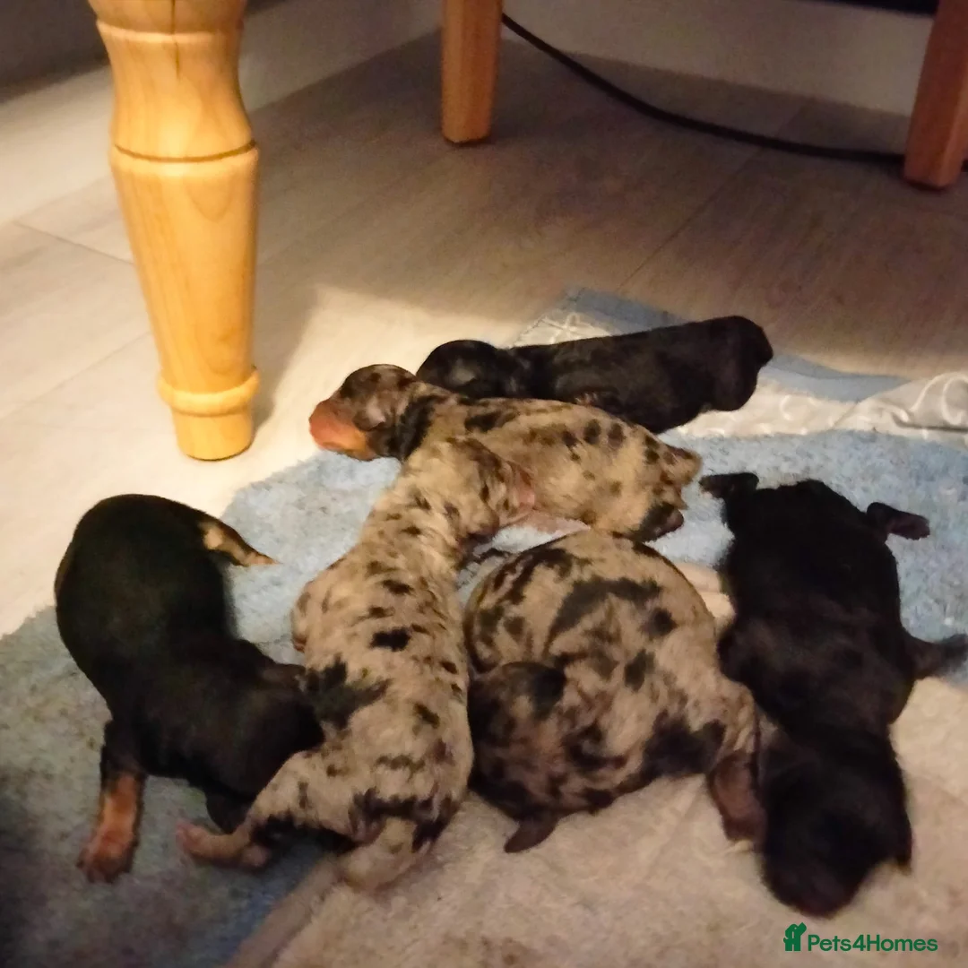 Cavapoo dogs for stud: Extensively DNA tested CAVAPOO Stud  - Advert 15