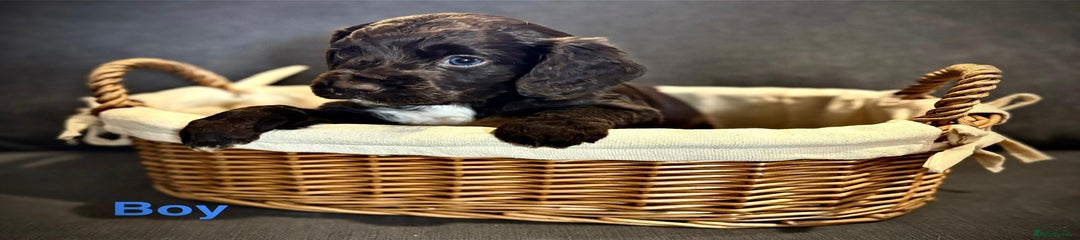 Cocker Spaniel Puppy 6