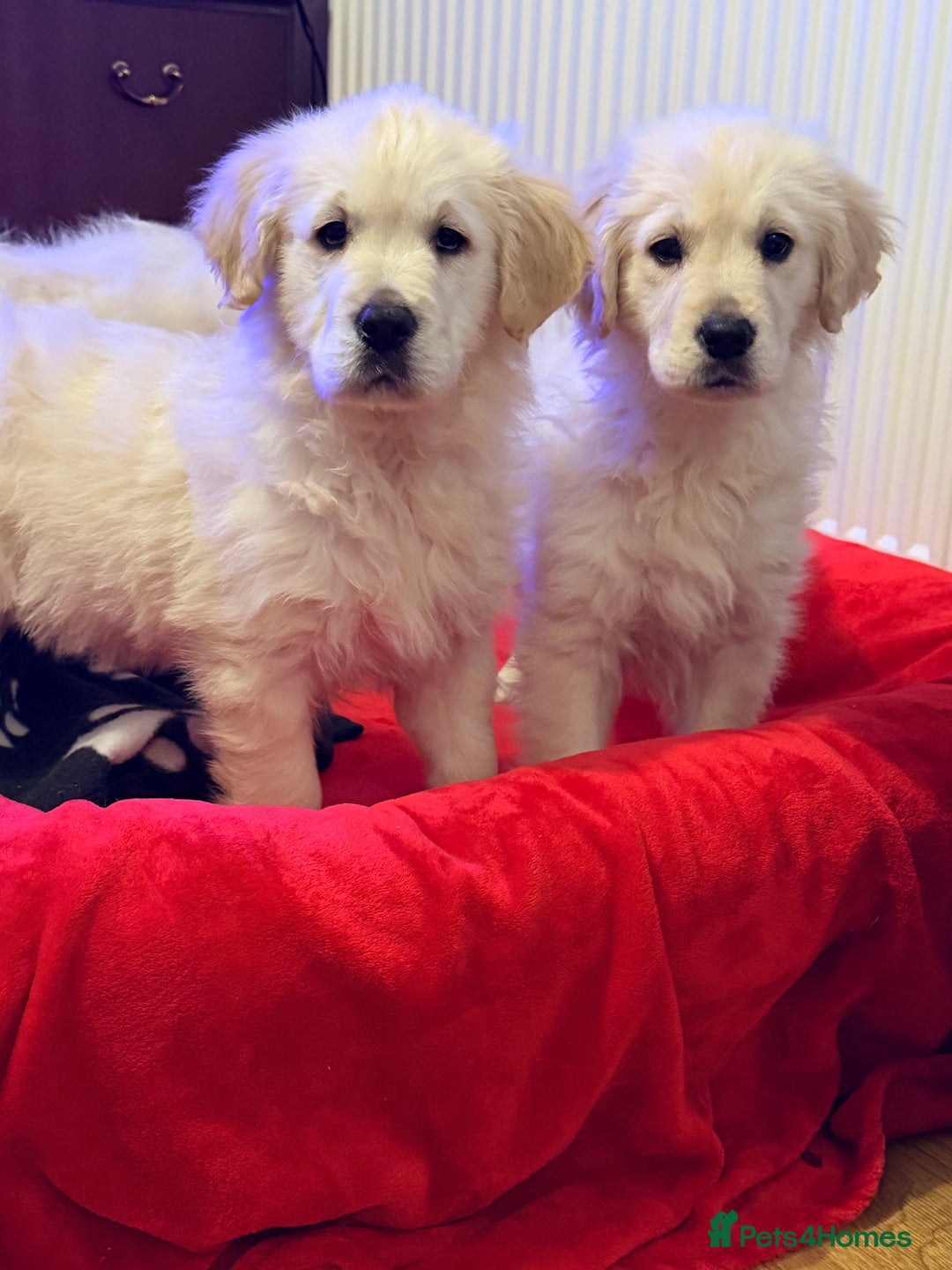 Golden Retriever dogs for sale: Fluffy Bears ready to go. Xx - Advert 17