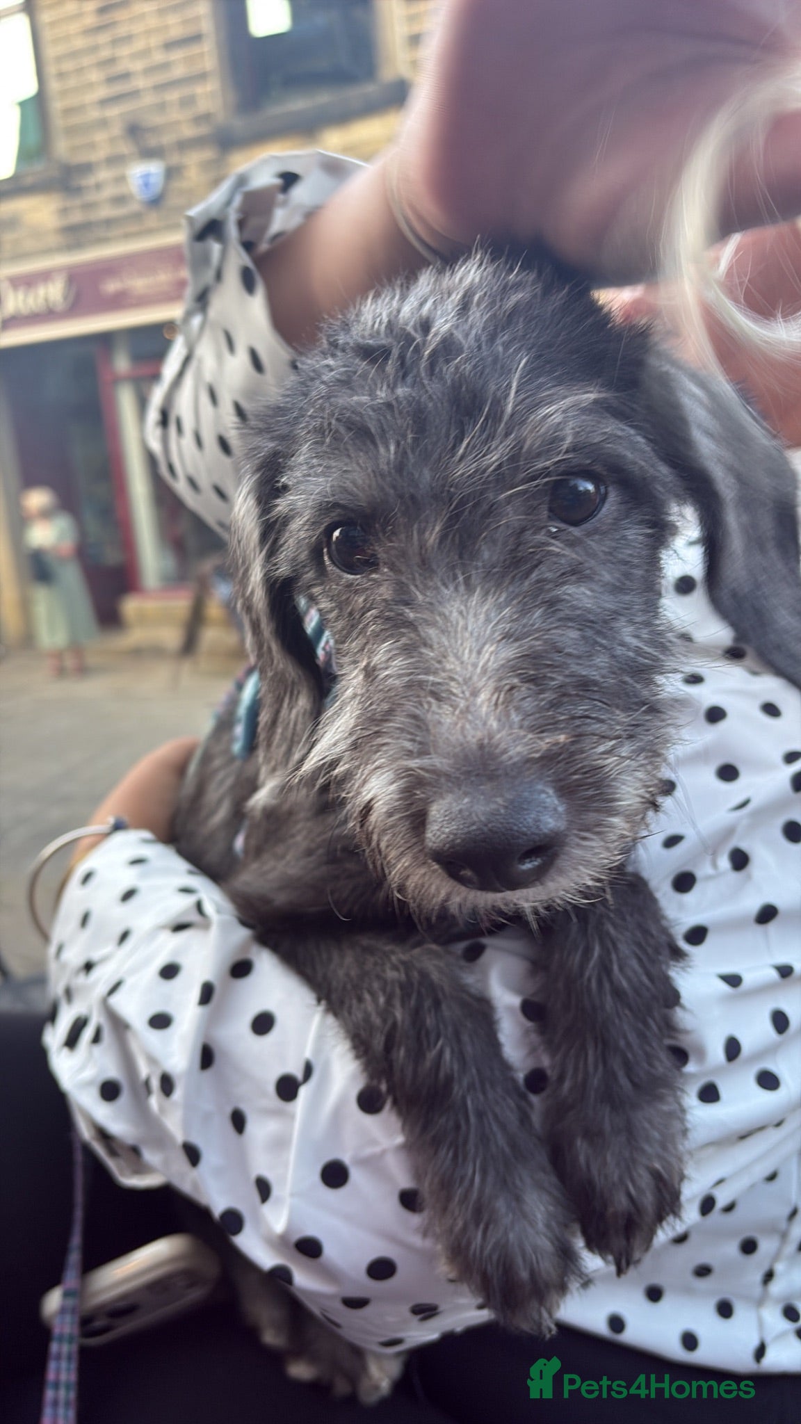 Mixed Breed dogs Bedlington whippet cross - Advert 1