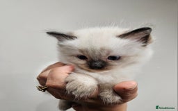 Ragdoll cats for sale: Seal, Sepia and Blue Ragdoll Kittens  - Image 5