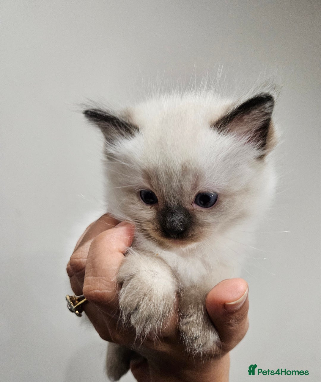 Ragdoll cats for sale: Seal, Sepia and Blue Ragdoll Kittens  - Image 5