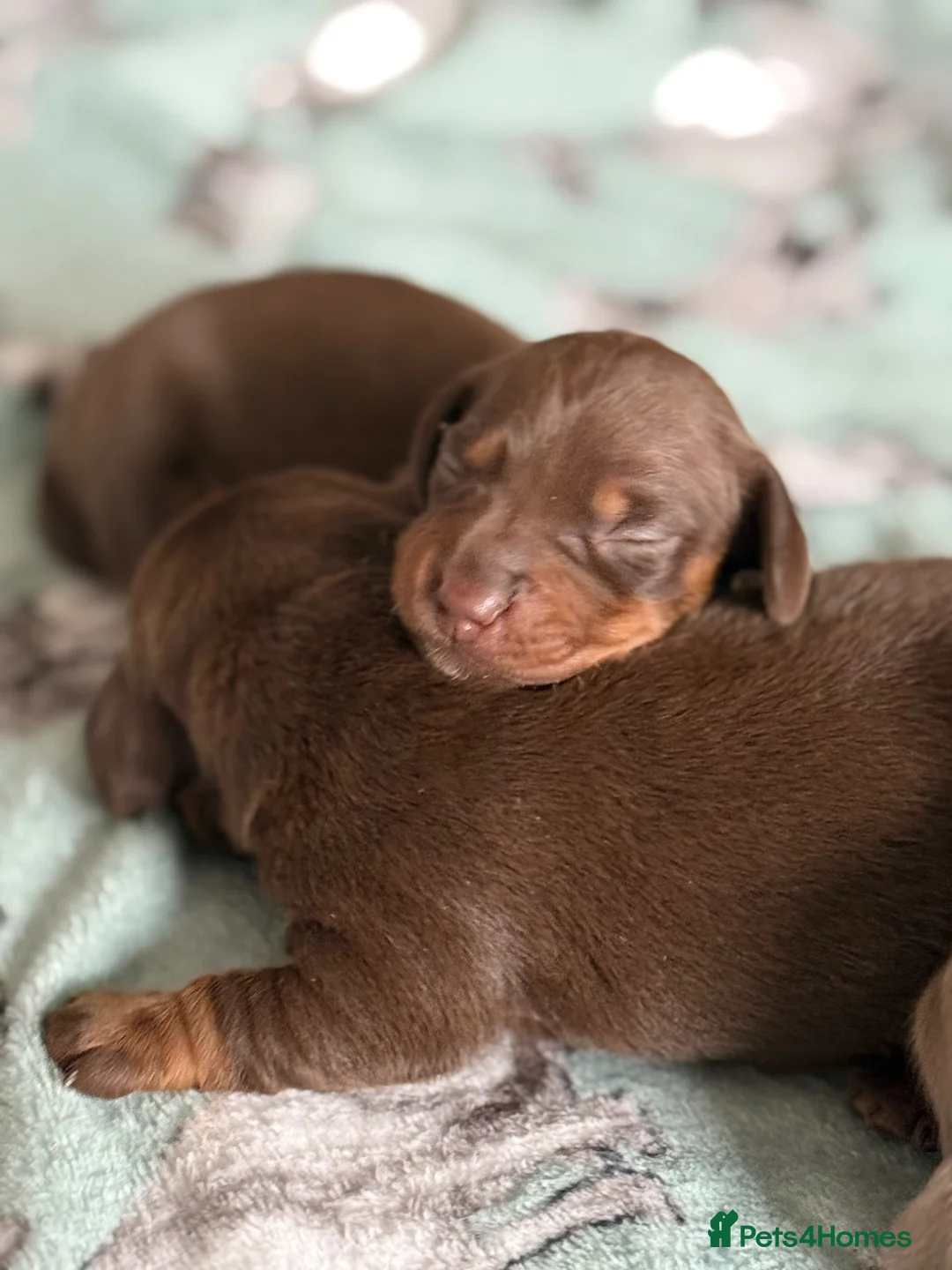Dachshund dogs for sale:  Stunning KC REGISTERED dachshund puppy’s  in Bedford - Advert 1
