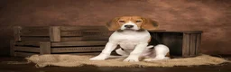 Beagle dogs for sale: Beagle puppy 6 months old male  - Advert 6