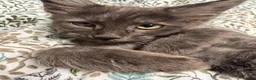 Maine Coon cats for sale: Gorgeous XL Russian line Maine Coon Kittens - Advert 24