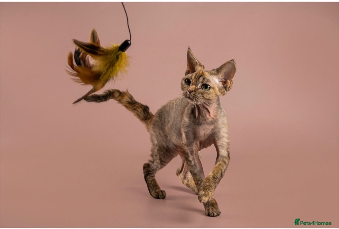 Devon Rex cats 2026 Devon Rex litters  - Advert 13
