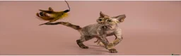 Devon Rex cats for sale: Enchantirex Devon Rex – 2026 Waiting List Now Open - Advert 3