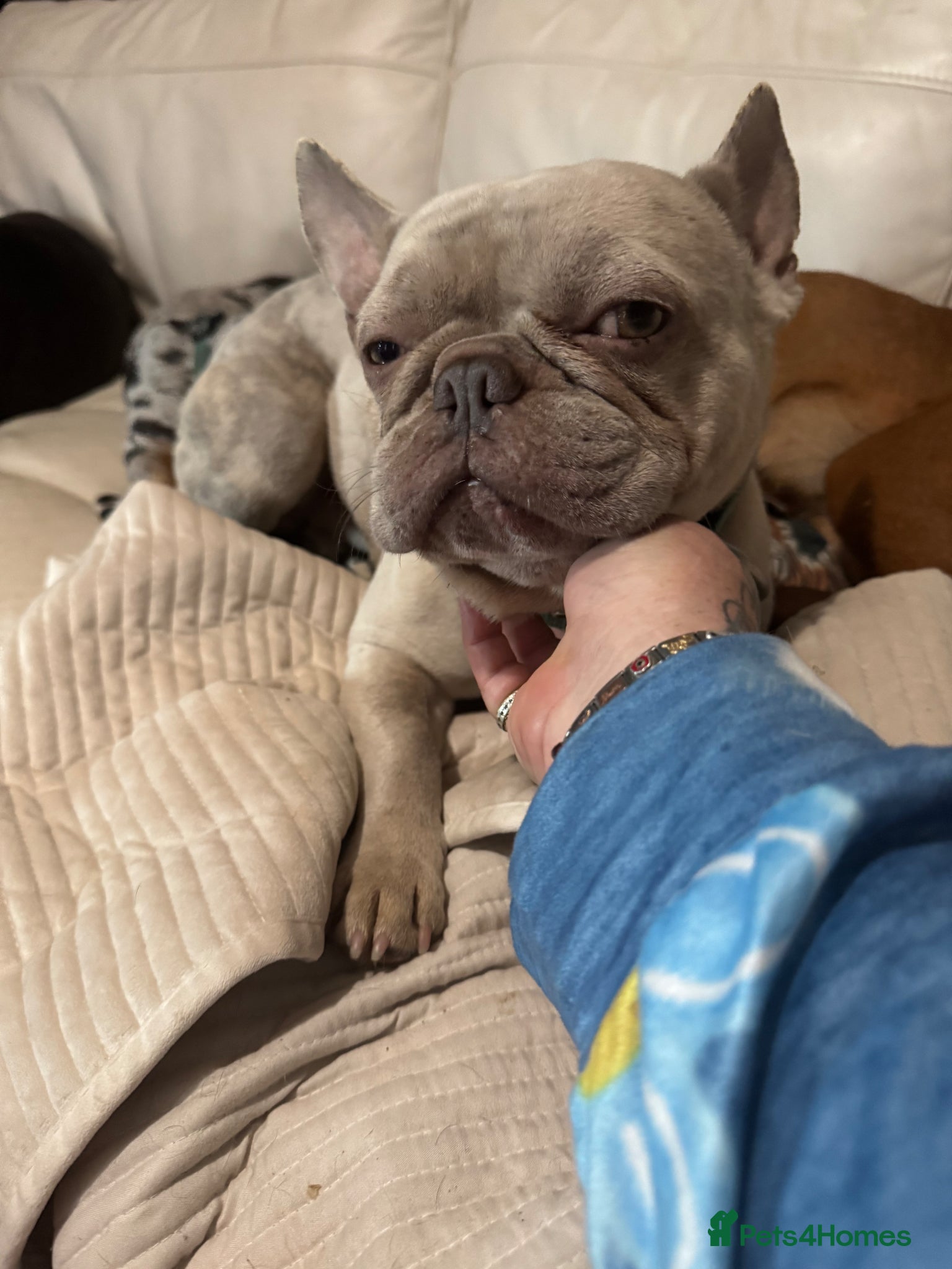 French Bulldog dogs Male French bull dog - Advert 1