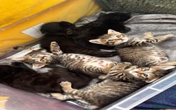 Mixed Breed cats for sale: Beautiful kittens 🐈‍⬛  - Image 1