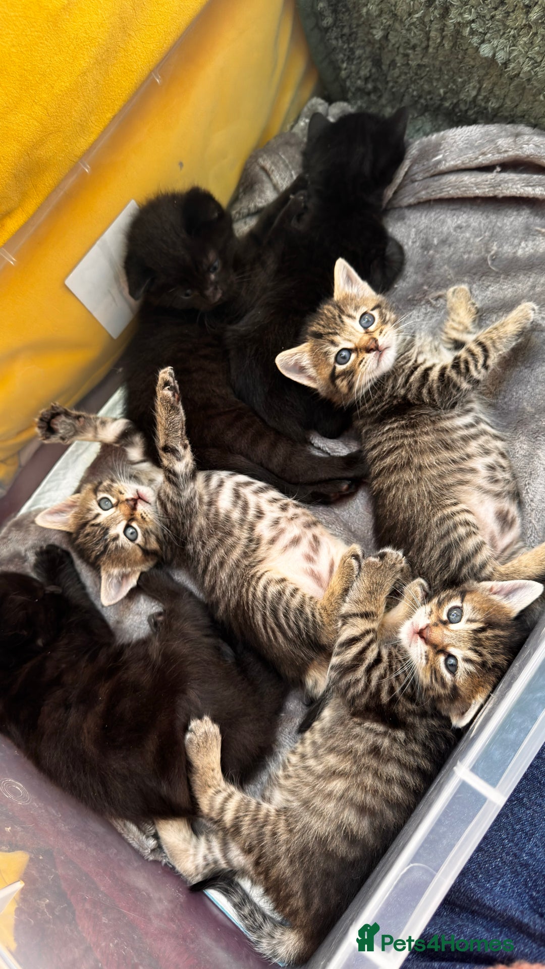 Mixed Breed cats for sale: Beautiful kittens 🐈‍⬛  - Image 1