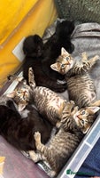 Mixed Breed cats Beautiful kittens 🐈⬛ - Advert 11