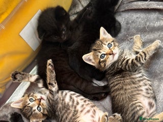 Mixed Breed cats for sale - Advert 1