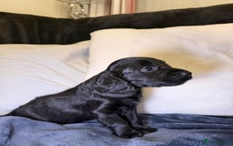 Cockapoo dogs for sale: Cockapoo puppies for sale - Advert 13