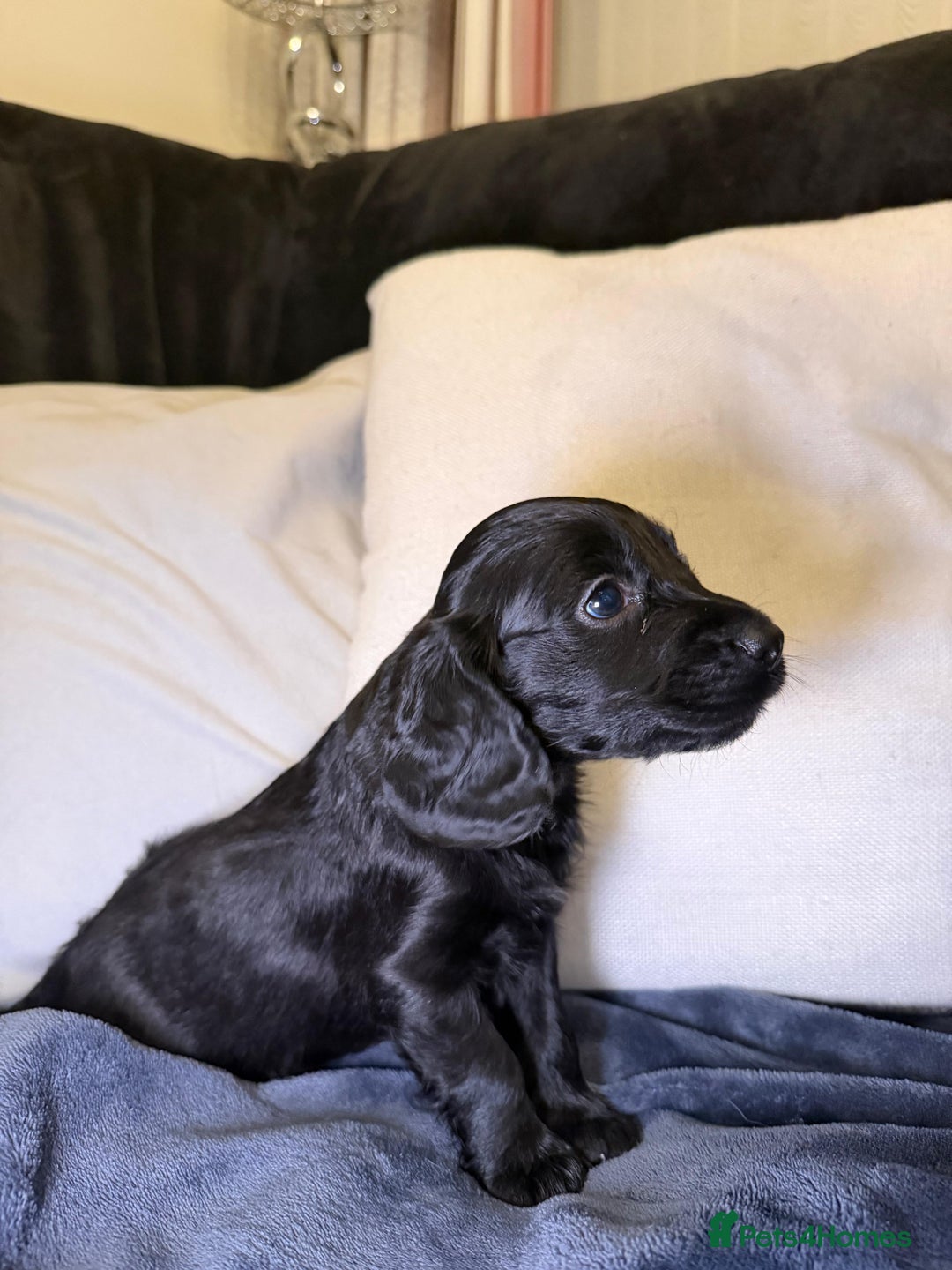 Cockapoo dogs for sale: Cockapoo puppies for sale - Advert 13