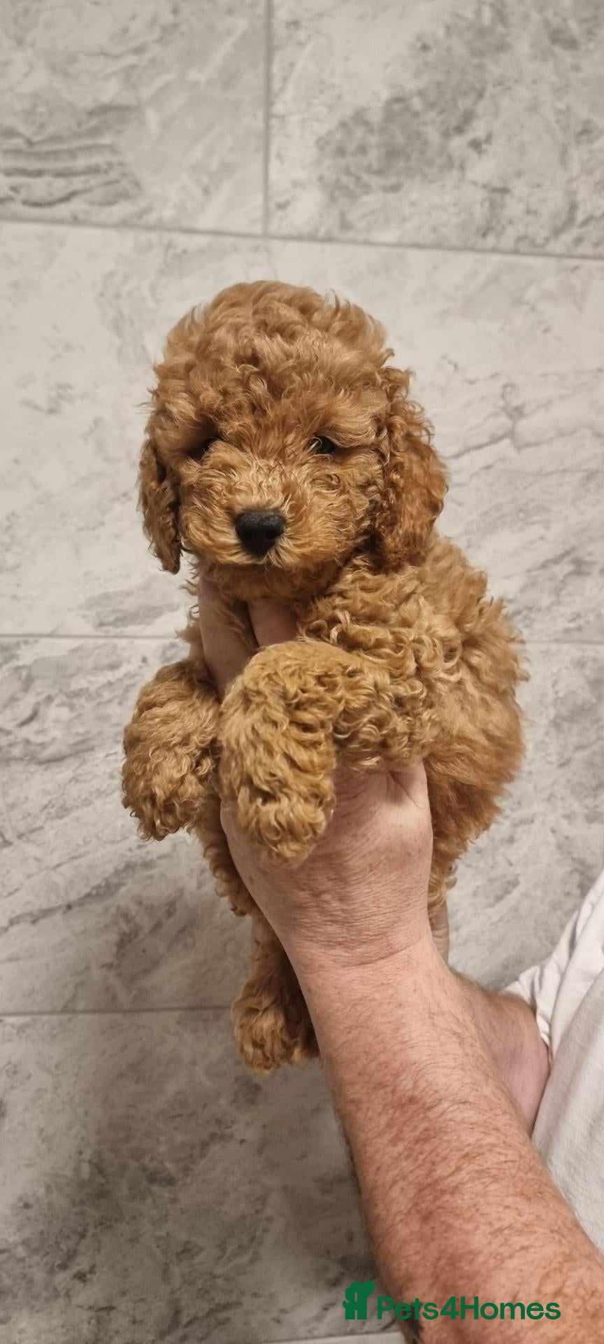 Toy Poodle dogs Kc reg toy poodle (REDUCED) READY NOW - Advert 15