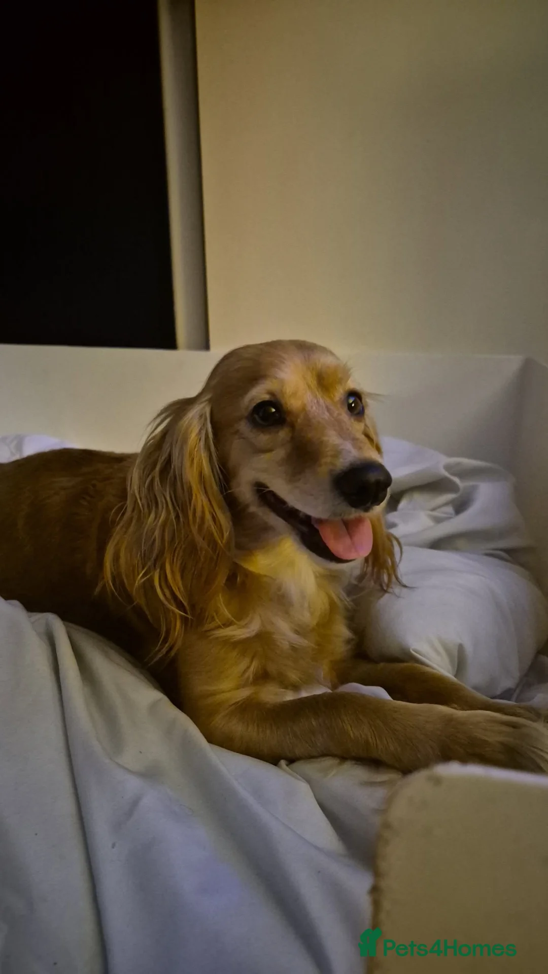 Cockapoo dogs for sale: Male Cockapoo  - Advert 19